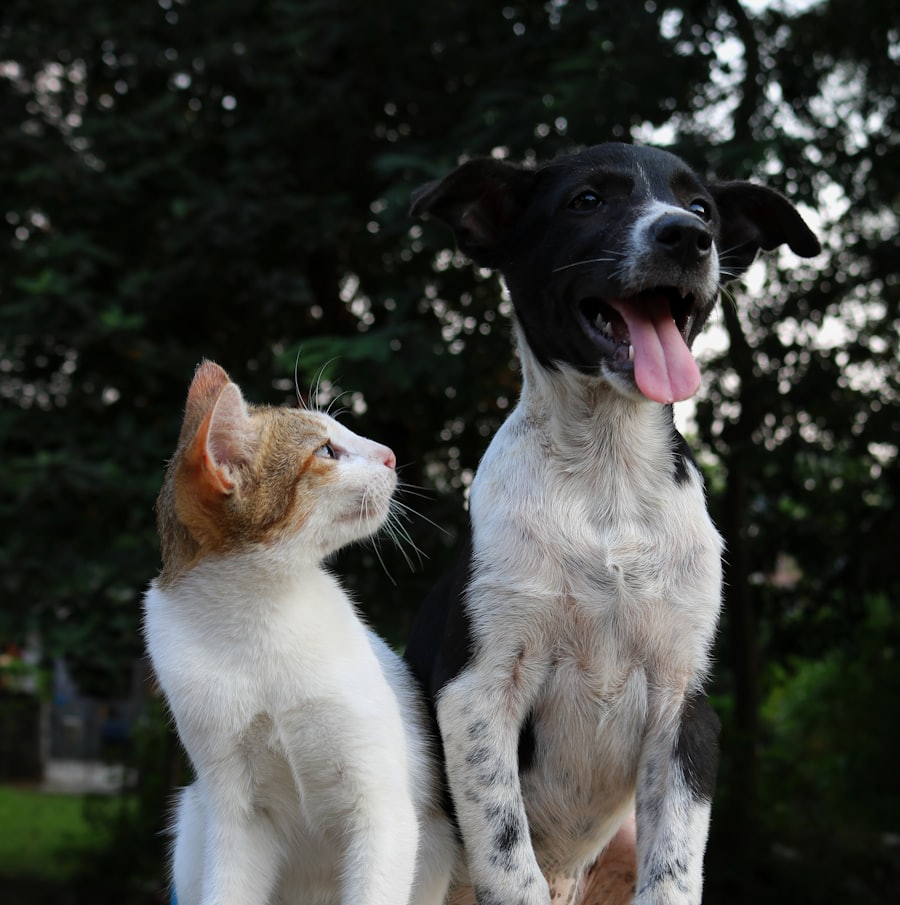 A cat and a dog sitting side by side outdoors.