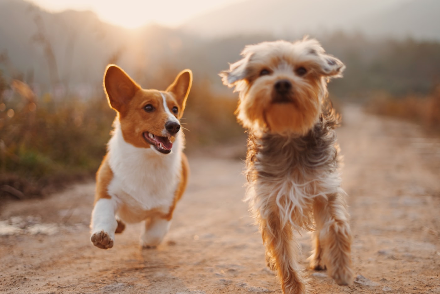 Two dogs running side by side along a dirt path at sunset.
